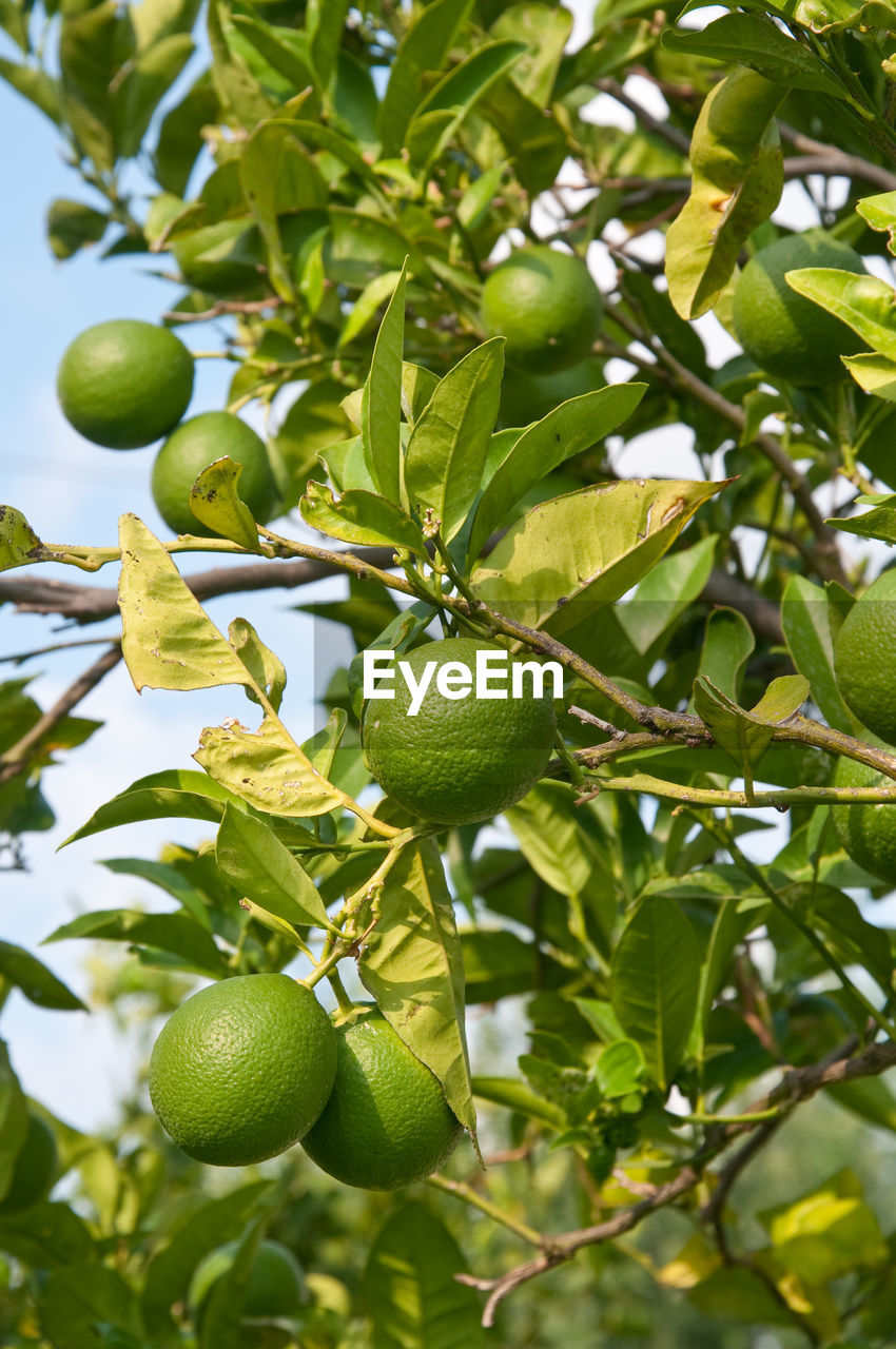 CLOSE-UP OF FRUIT GROWING ON TREE
