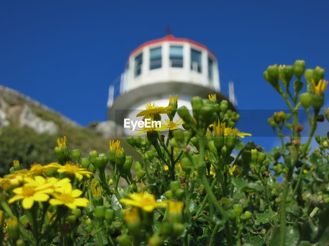 LOW ANGLE VIEW OF YELLOW FLOWERS AGAINST CLEAR SKY