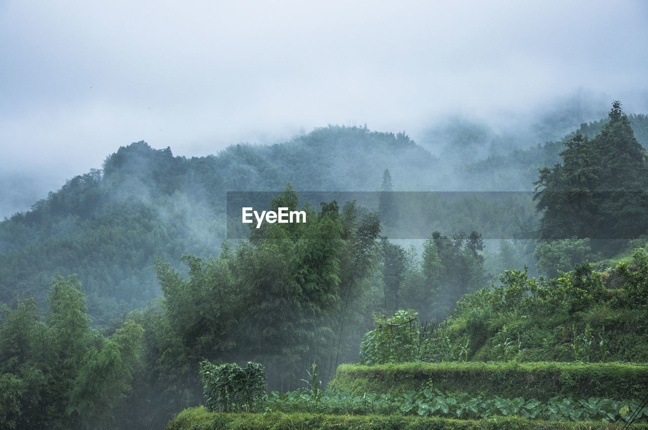 Scenic view of trees in foggy weather against sky