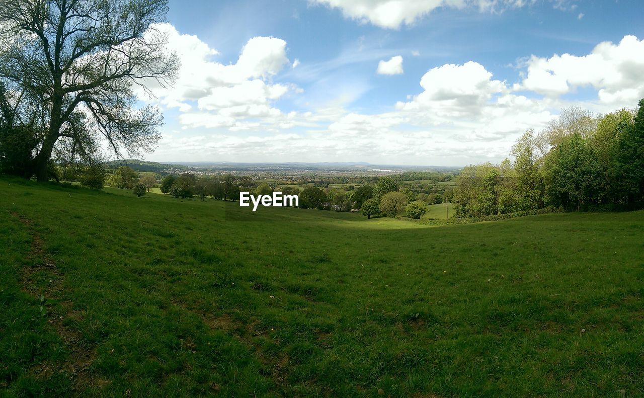 Trees growing on grassy field against sky