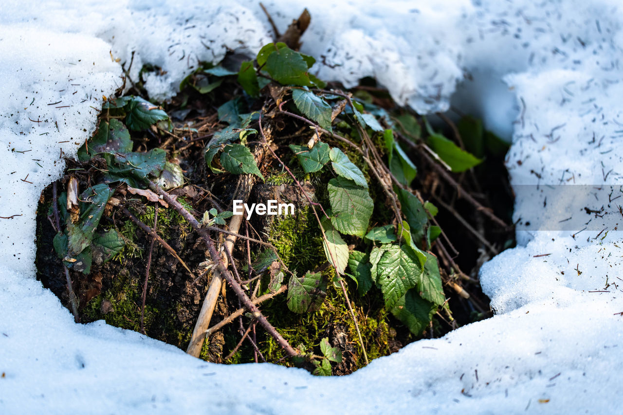 Close-up of snow covered plants on land