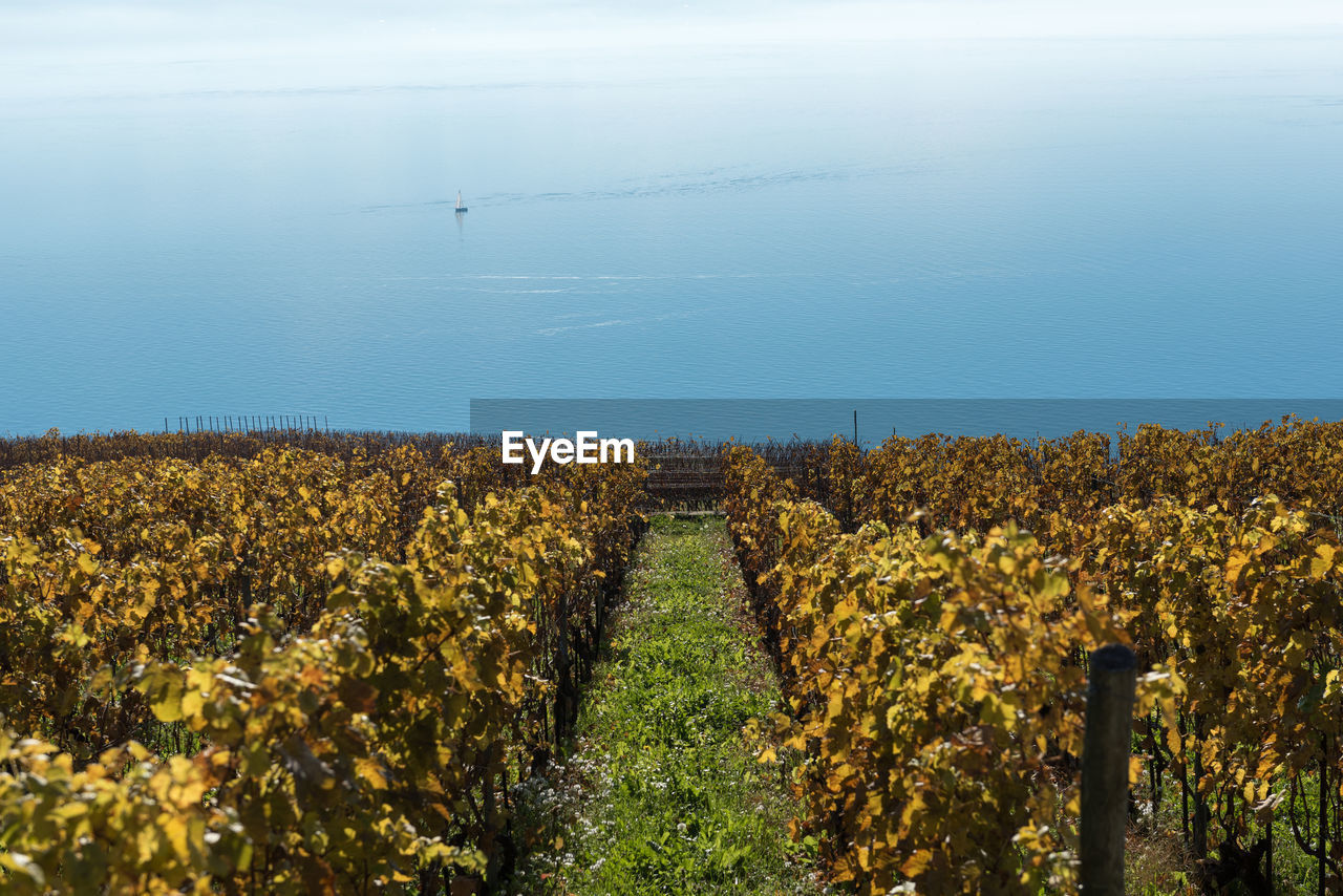 Plants growing at vineyard against sky