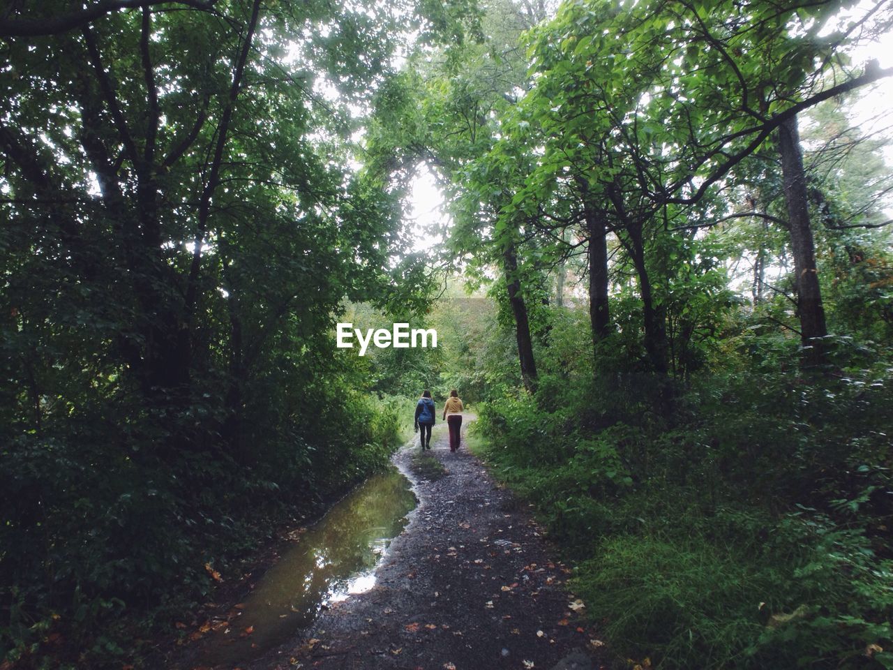 Rear view of women walking on dirt road along trees