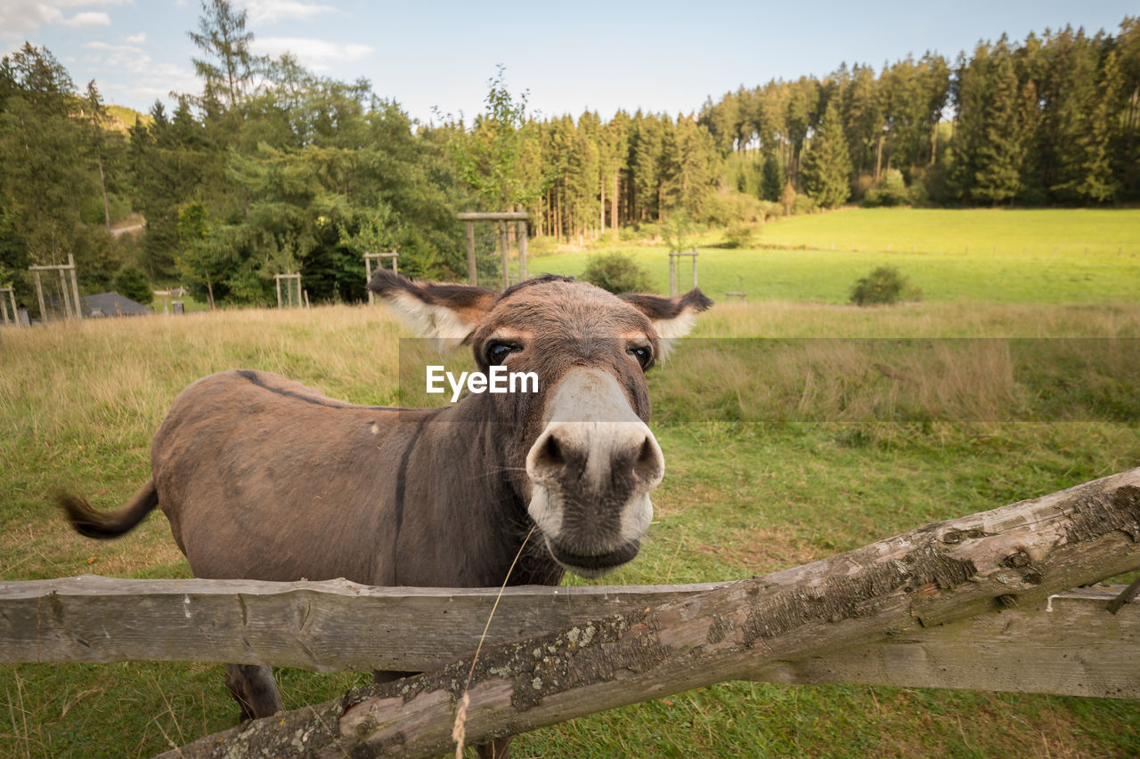 A donkey stands on the meadow in natural landscape. wide angle photo 
