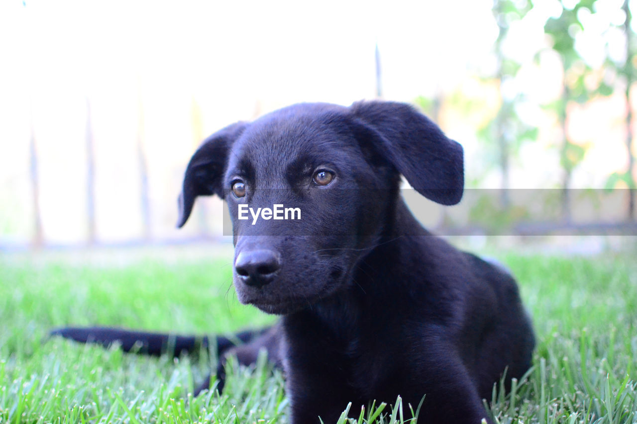 Close-up of black puppy resting on grassy field