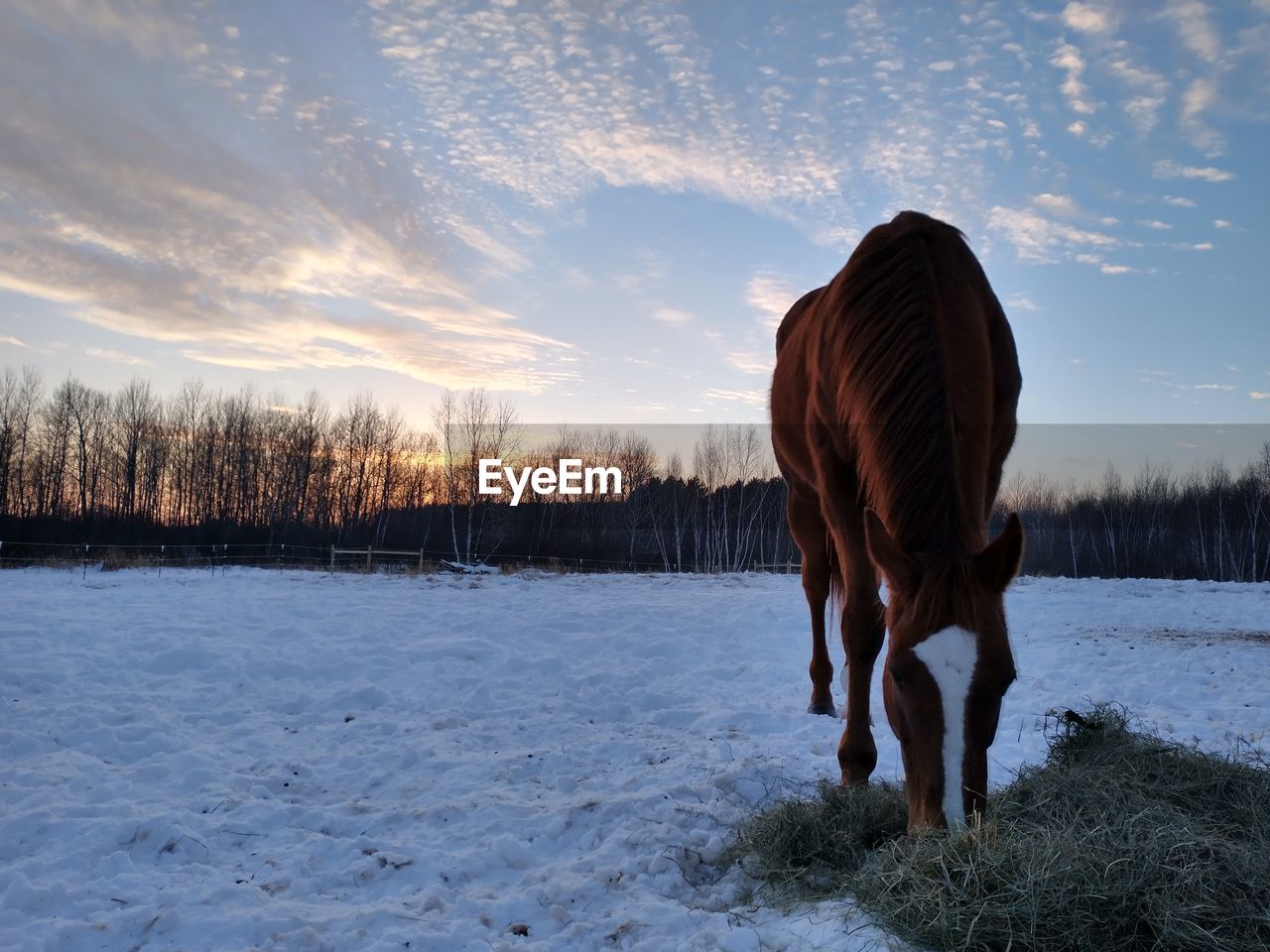 Horse grazing on snowy evening