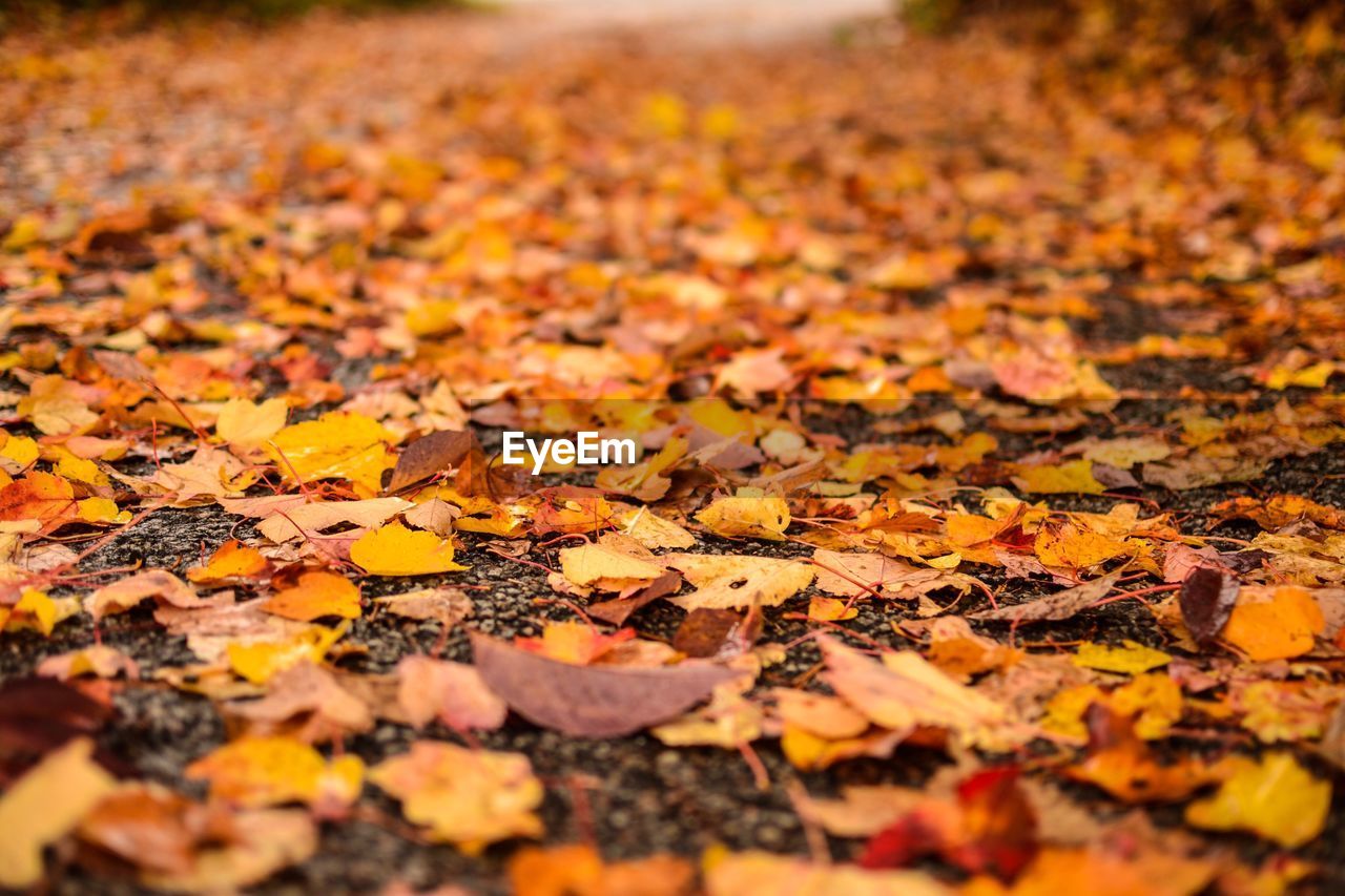 Autumn leaves fallen on field