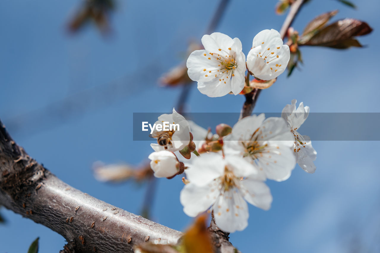 plant, flower, flowering plant, tree, beauty in nature, fragility, freshness, growth, blossom, branch, springtime, nature, close-up, spring, produce, white, macro photography, food, focus on foreground, flower head, no people, sky, day, inflorescence, pollen, twig, petal, outdoors, cherry blossom, fruit, fruit tree, blue, botany, almond tree, food and drink, low angle view, stamen, selective focus
