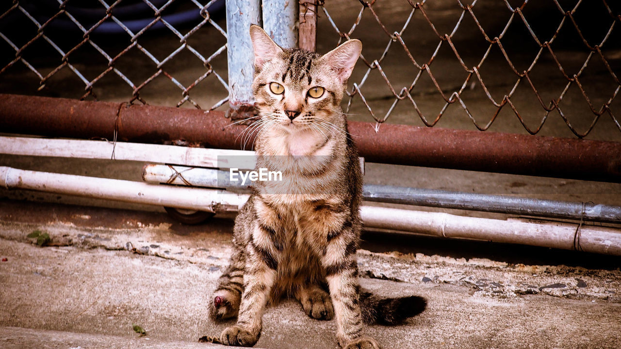 animal, animal themes, cat, mammal, feline, pet, domestic animals, one animal, domestic cat, felidae, fence, whiskers, small to medium-sized cats, no people, looking at camera, portrait, sitting, day, carnivore, chainlink fence, looking, metal