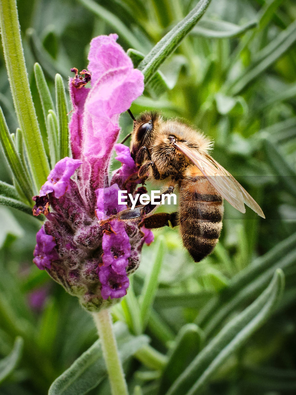 Close-up of bee pollinating on pink flower