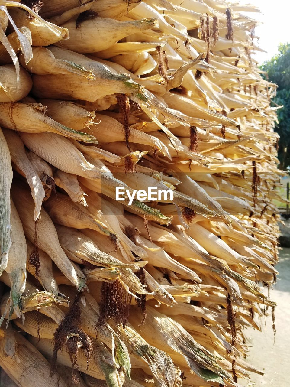 Close-up of dry corn at market