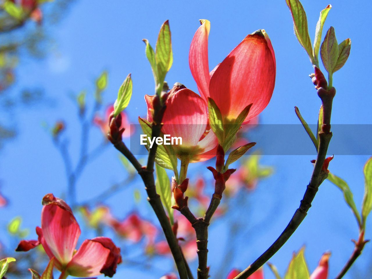 Dogwood blossoms against a blue sky 