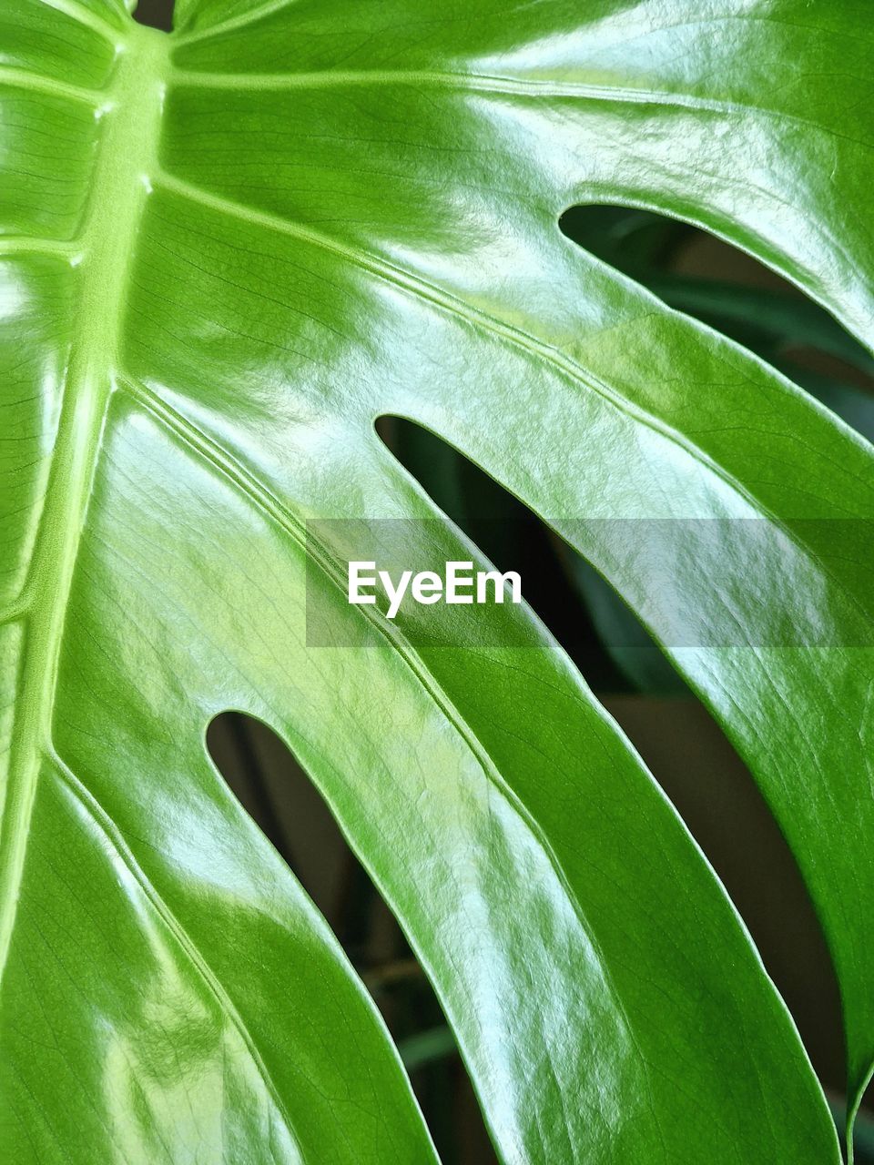 Monstera leaf