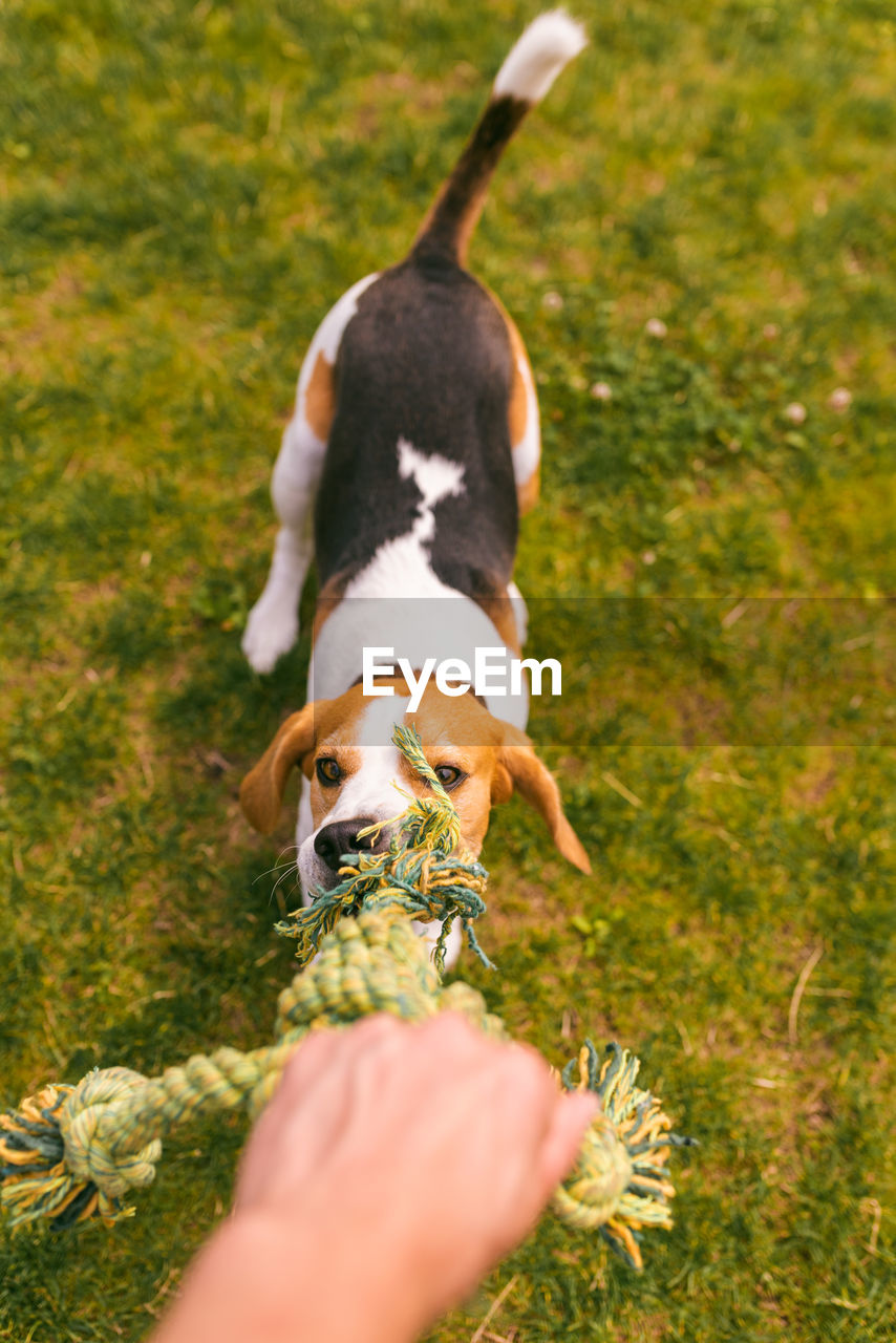 Dog beagle pulls a rope and tug-of-war game with owner. canine background.