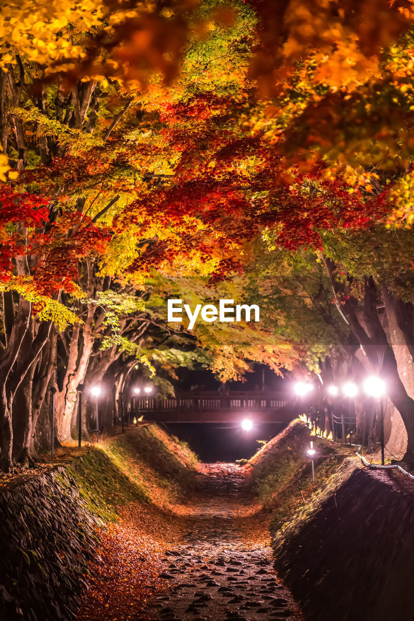 TREES IN PARK DURING AUTUMN