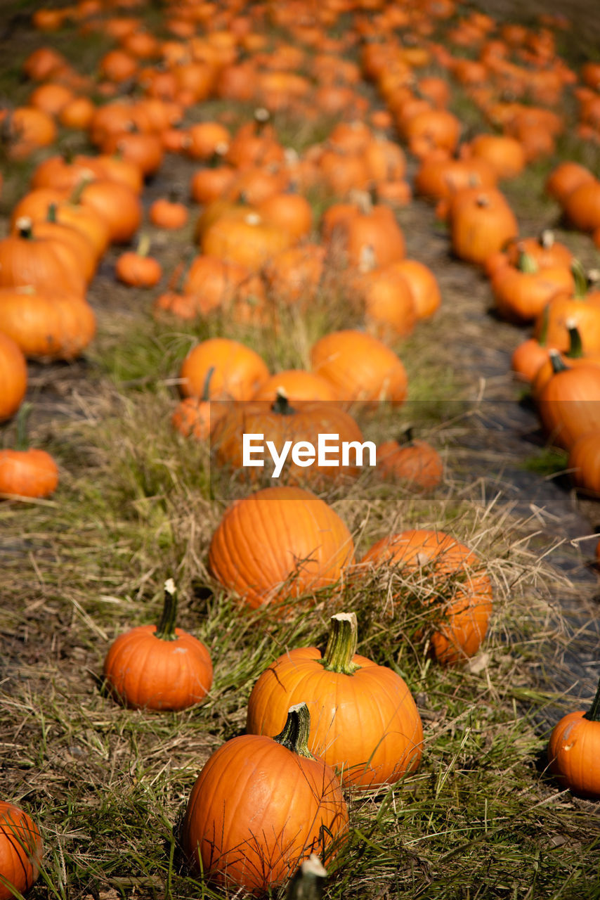 Pumpkins on grass