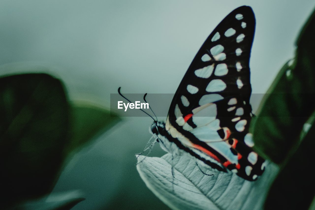 CLOSE-UP OF BUTTERFLY ON LEAF AGAINST BLURRED BACKGROUND