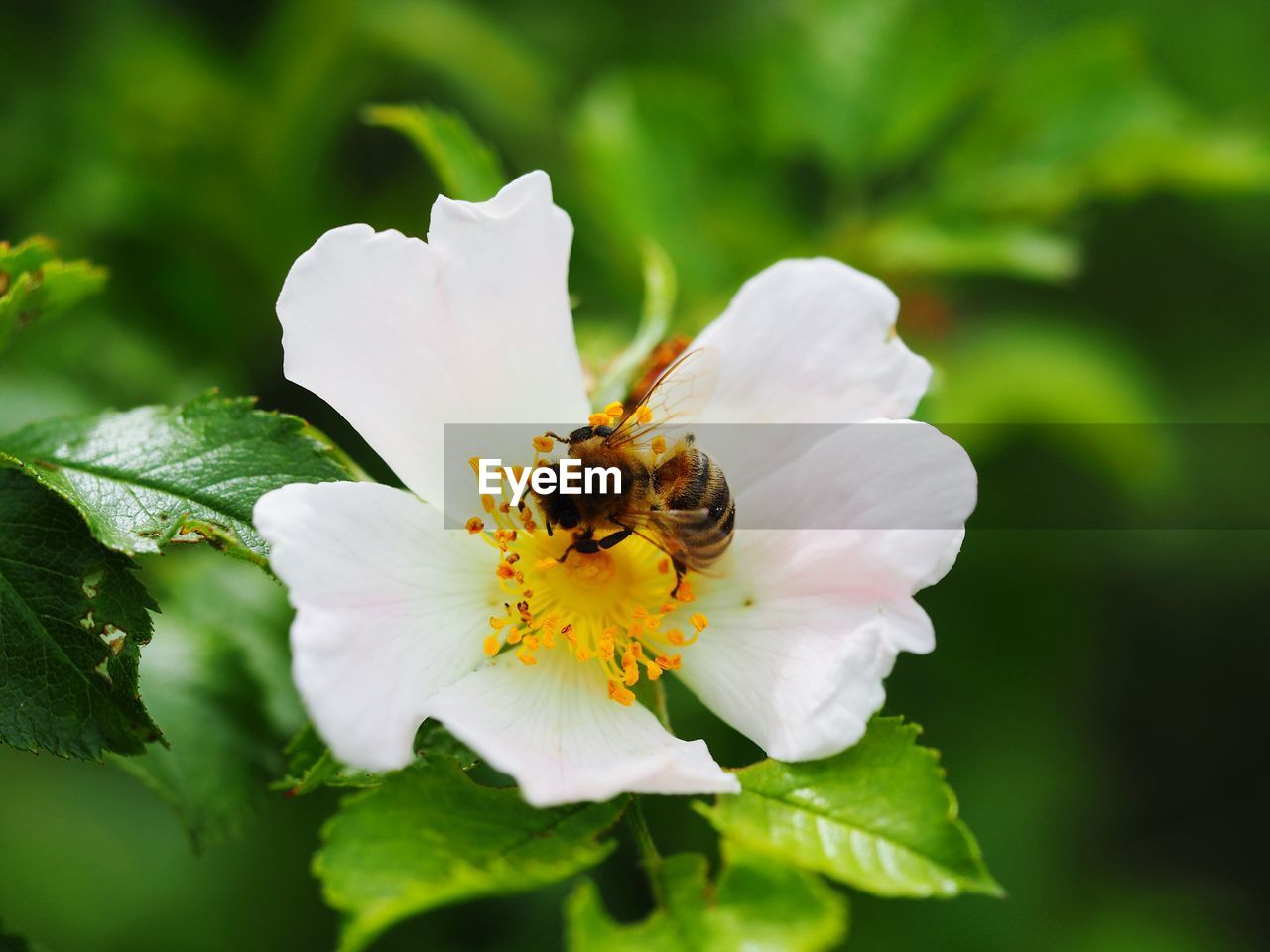 Close-up of bee on white flower