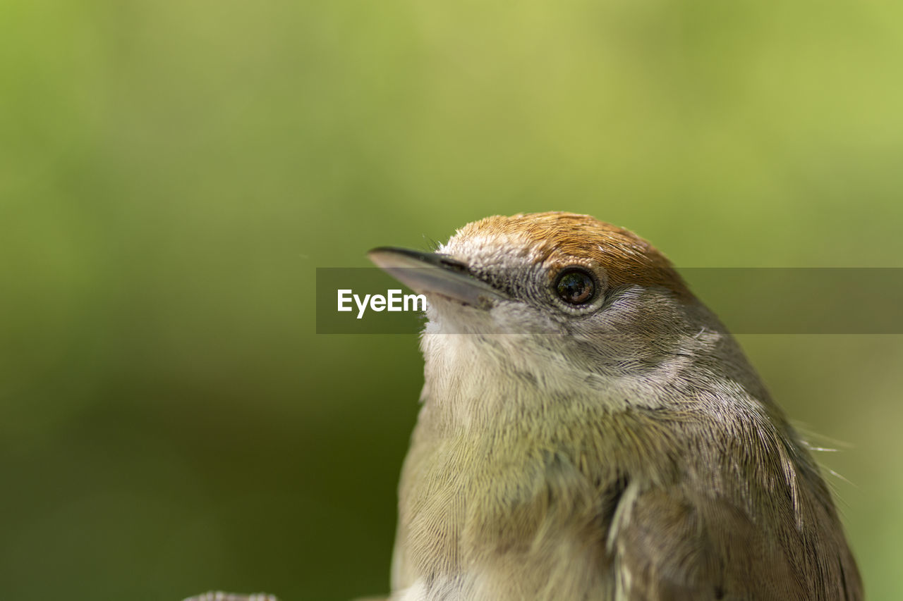 CLOSE-UP OF BIRD