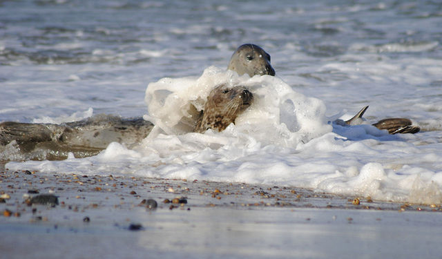 CLOSE UP OF YOUNG BIRD IN WATER