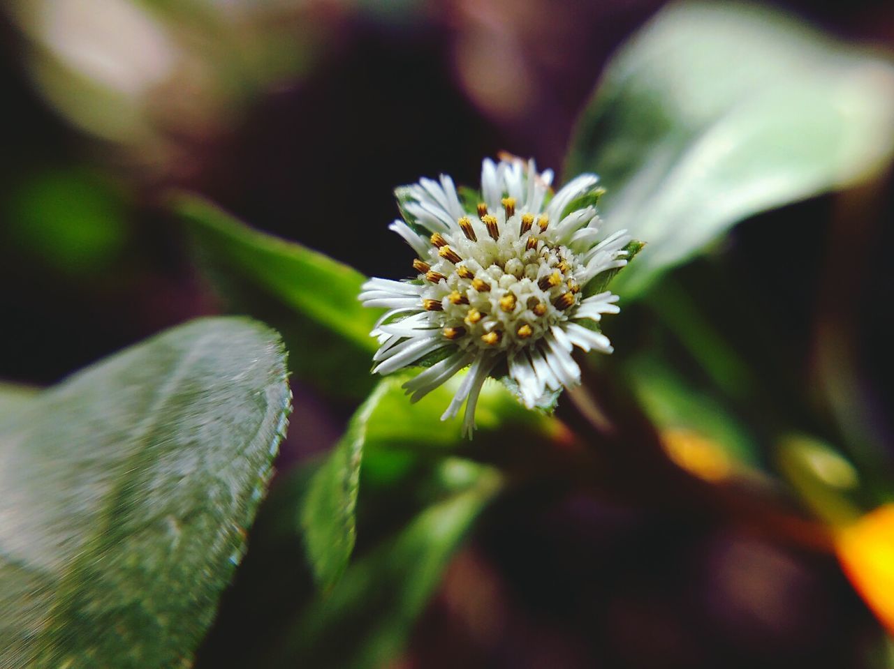 Close-up of flower