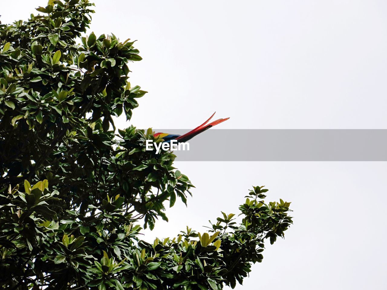 Low angle view of multi colored bird perching on tree against clear sky