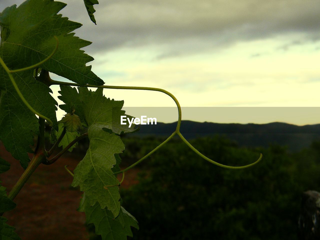 CLOSE-UP OF PLANT GROWING AGAINST SKY