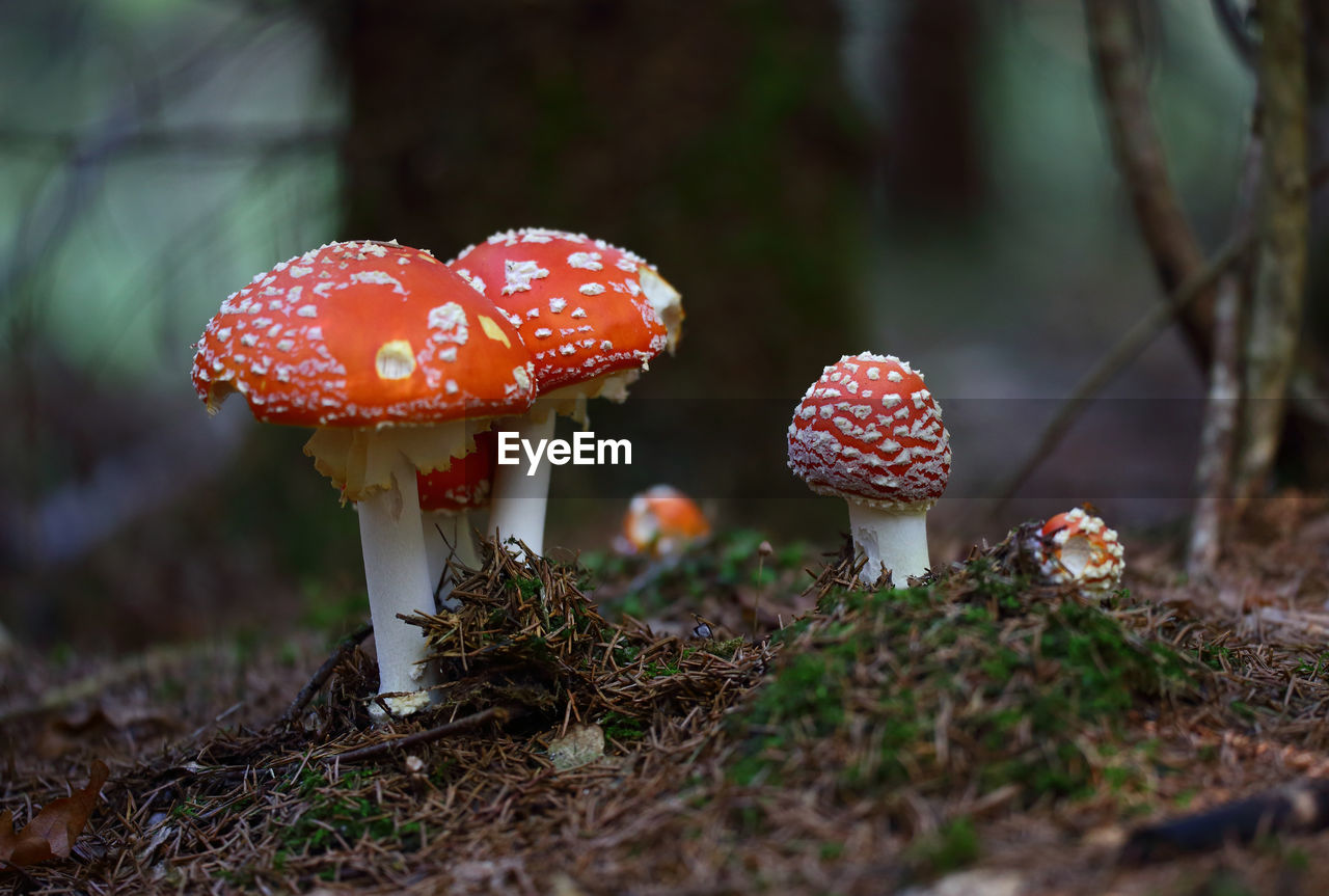 Close-up group of fly agaric mushroom on field