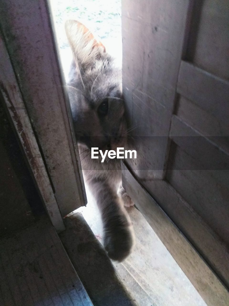 HIGH ANGLE VIEW OF CAT SITTING IN PEN