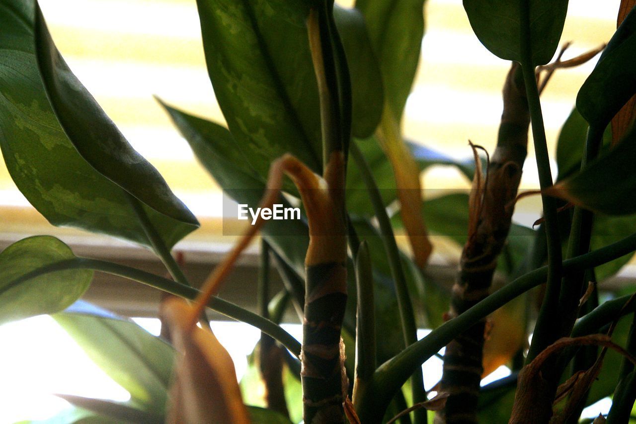 CLOSE-UP OF FRESH GREEN PLANTS