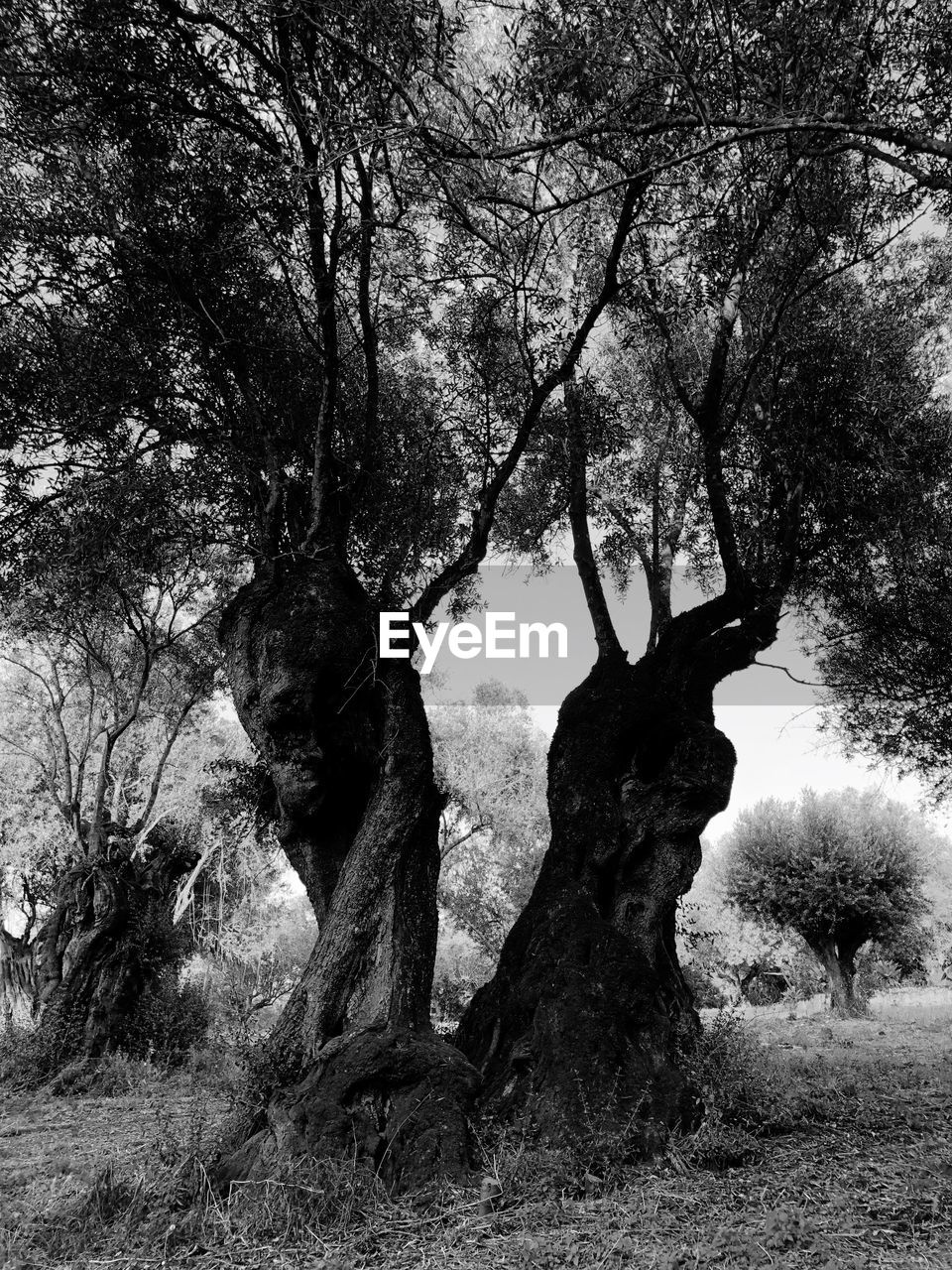 TREES GROWING ON FIELD