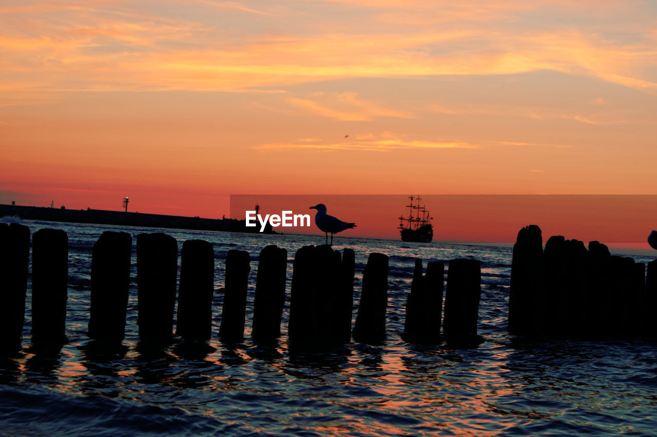 SEAGULL PERCHING ON WOODEN POST AT BEACH DURING SUNSET