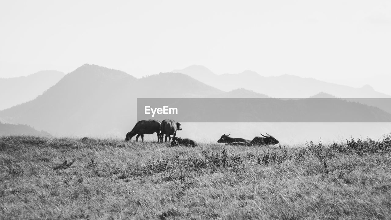 VIEW OF HORSES ON FIELD