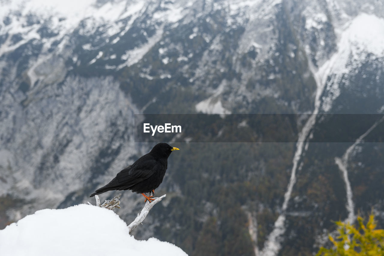 Black bird, an alpine chough perching on branch in mountains