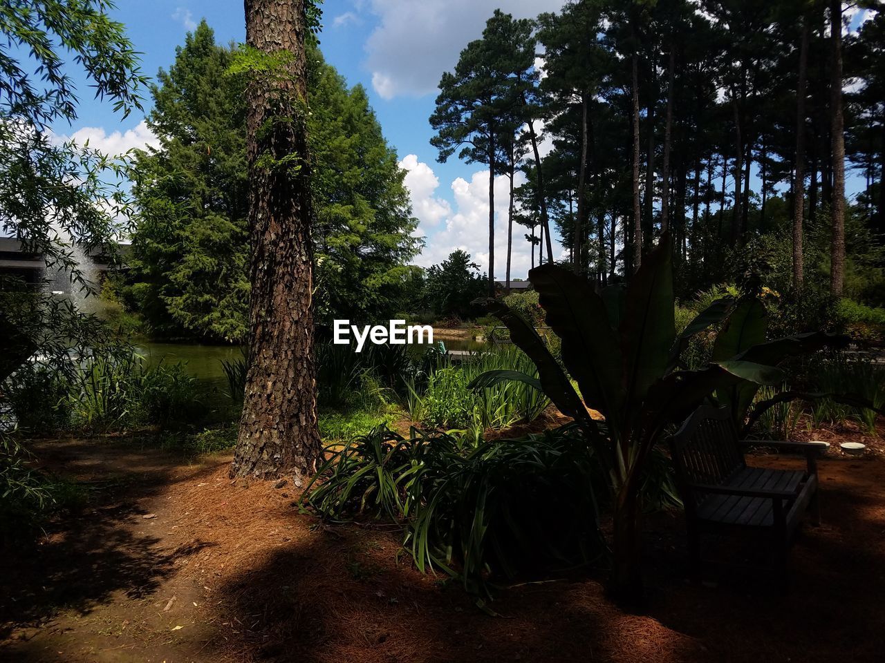 VIEW OF TREES IN PARK