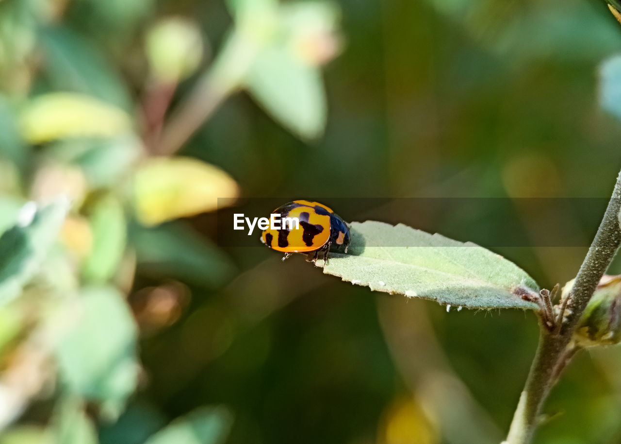 Close-up of ladybug on leaf