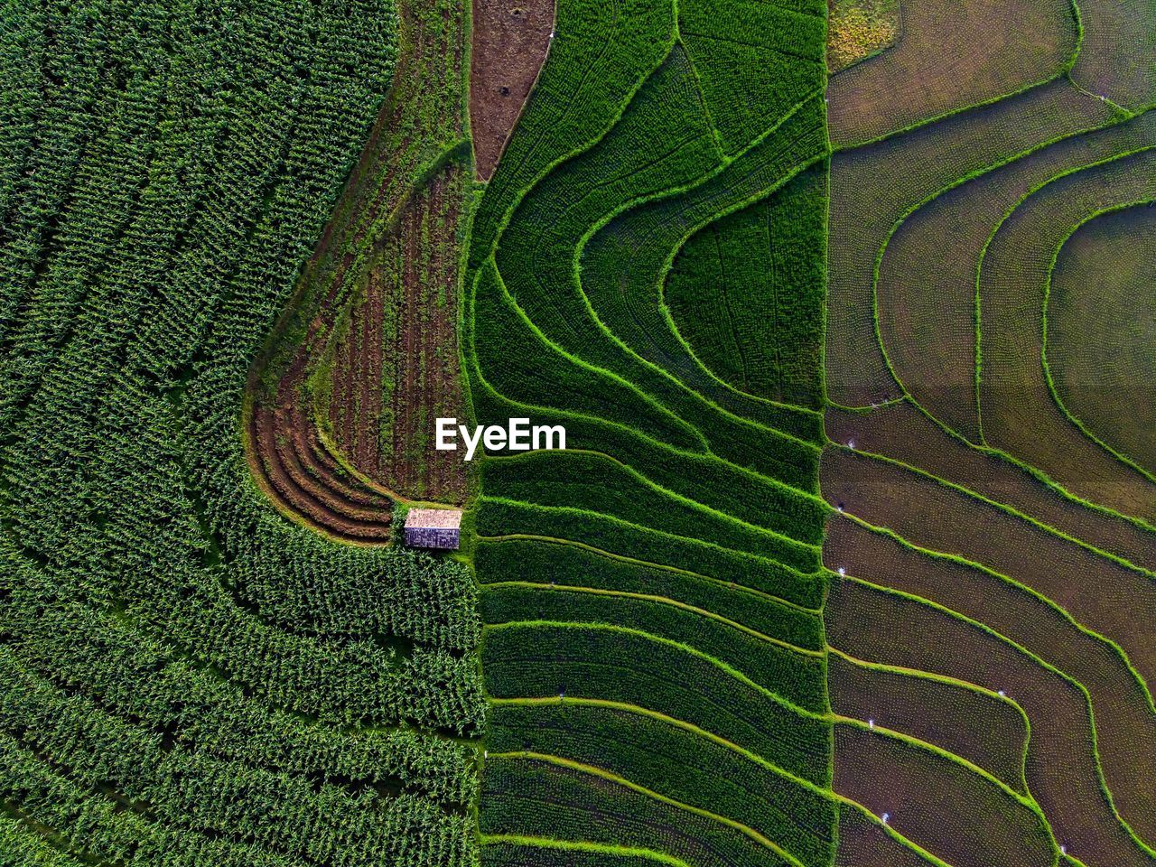 Aerial view of asia in indonesian rice field area with green rice terraces