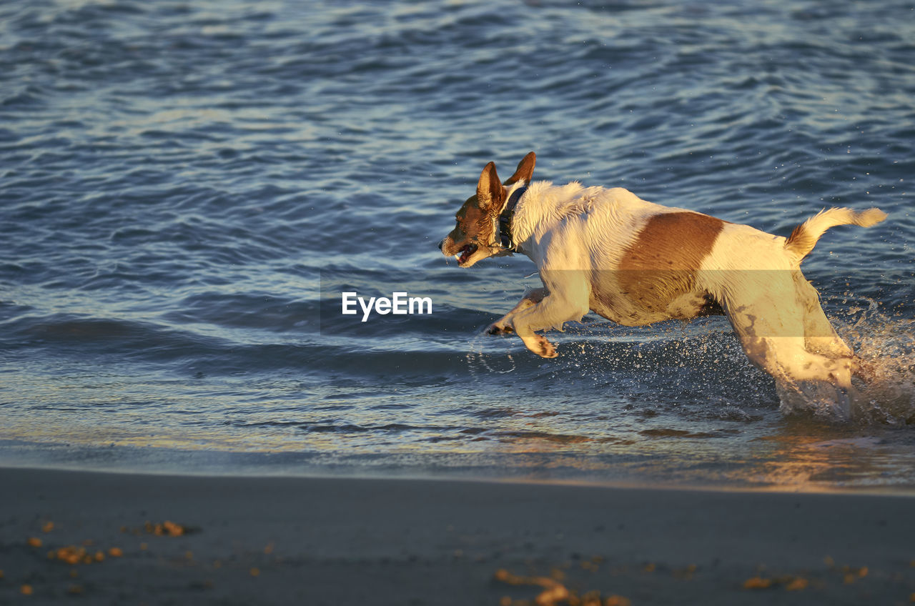VIEW OF DOG RUNNING ON BEACH