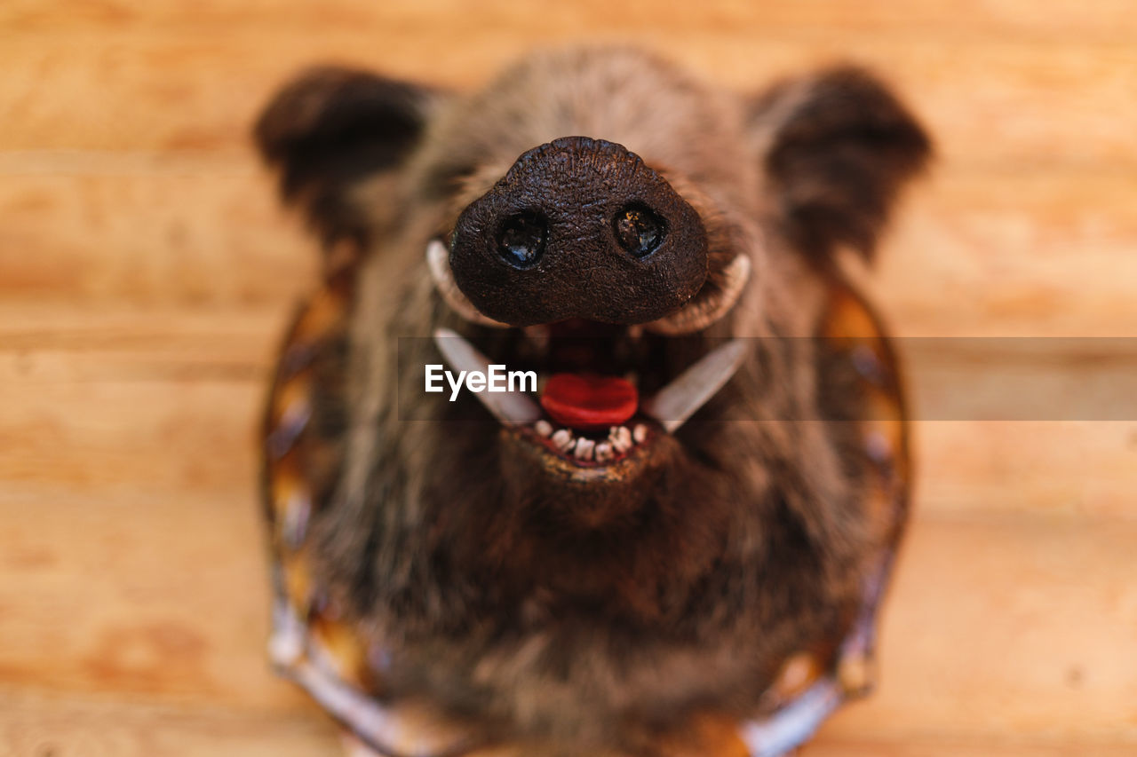 Wild boar head with open mouth and fangs close-up. stuffed animals, taxidermy.