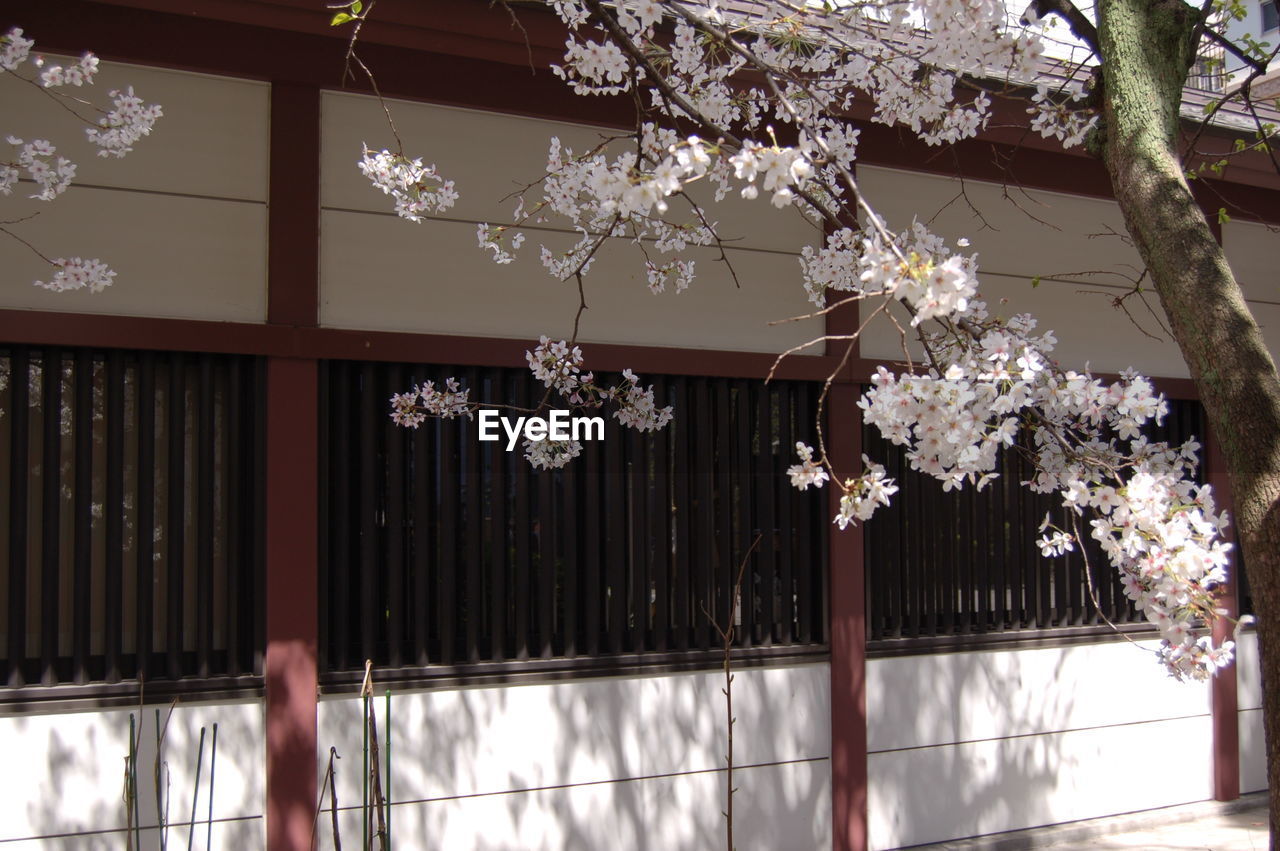 Flowers growing against house