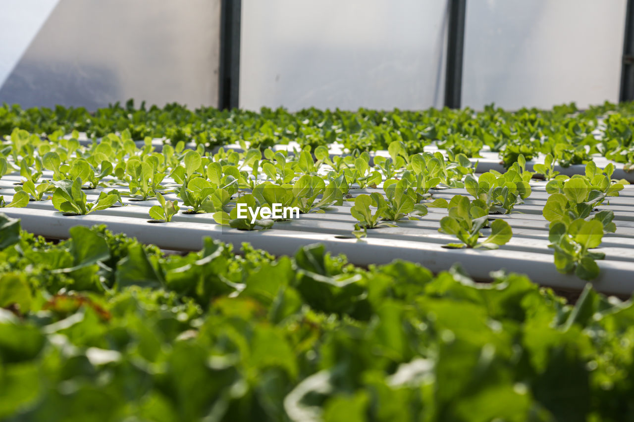 Hydroponics system. lettuce