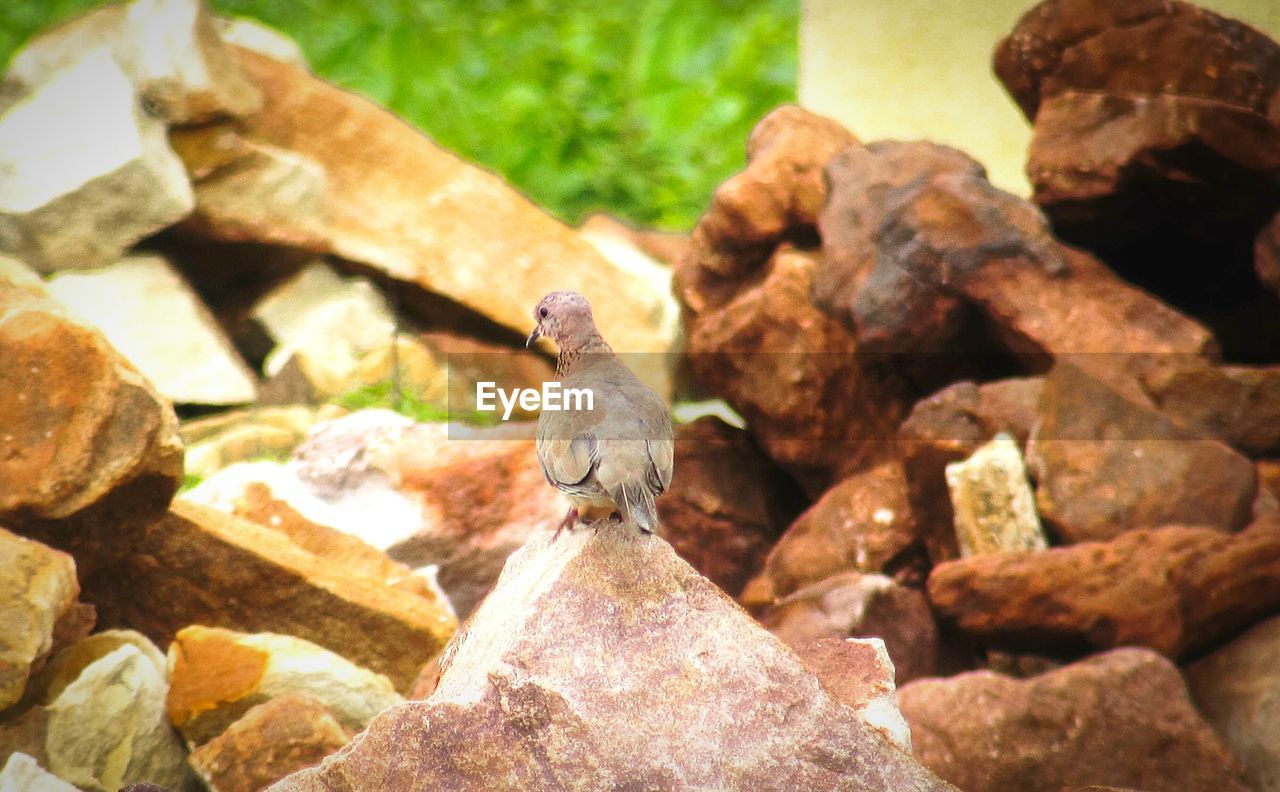 Mourning dove on rock