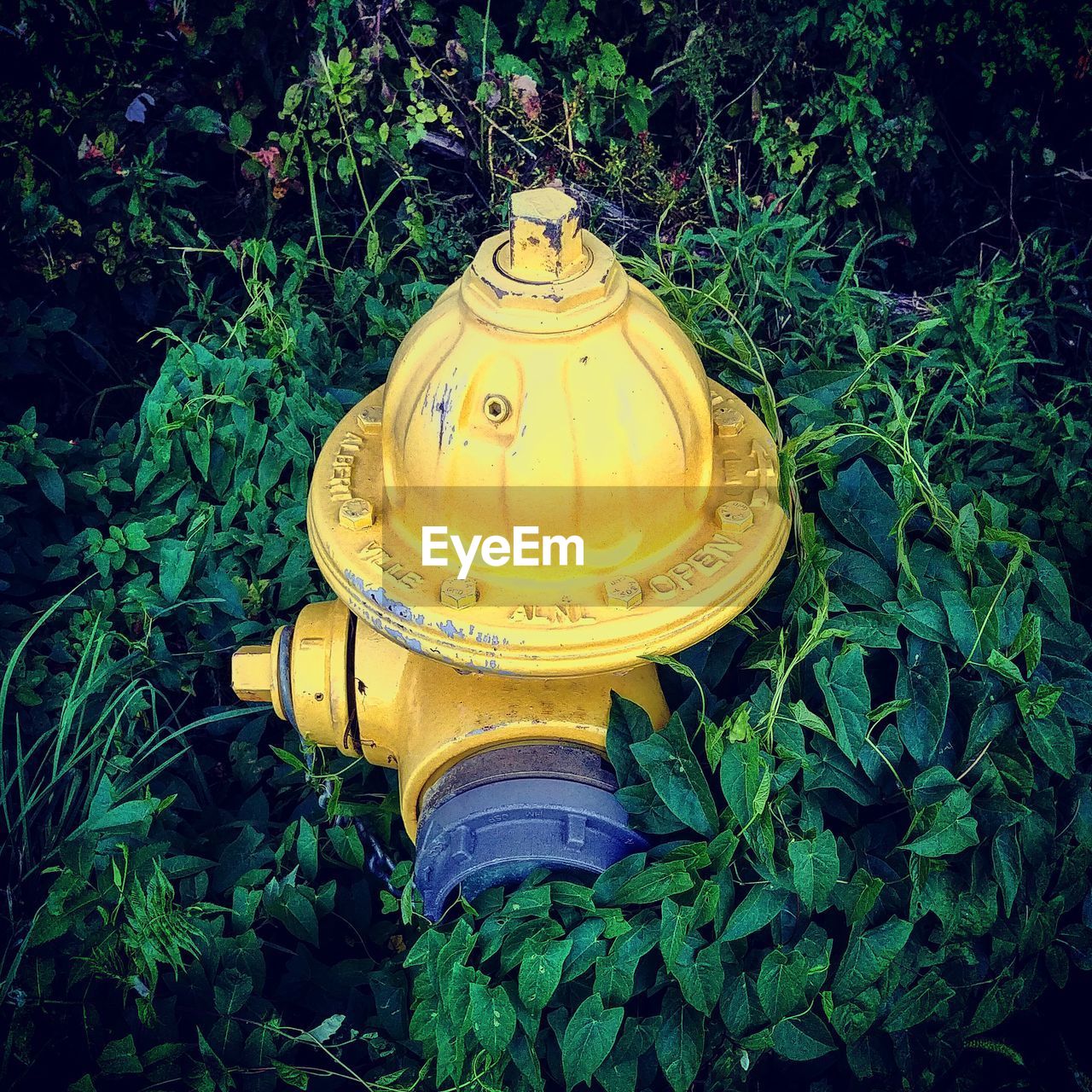 HIGH ANGLE VIEW OF FIRE HYDRANT