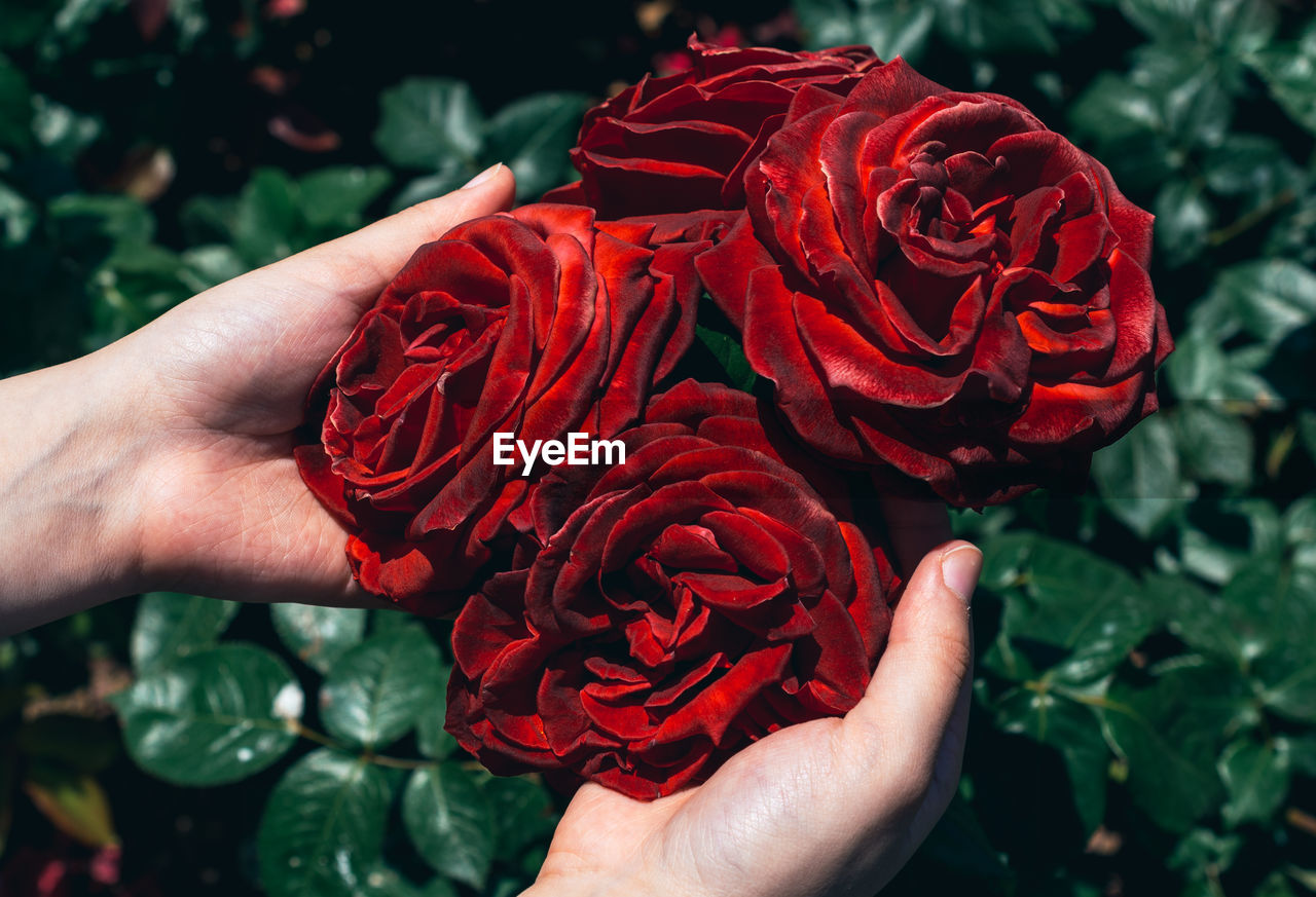 Cropped hands touching red roses growing in park