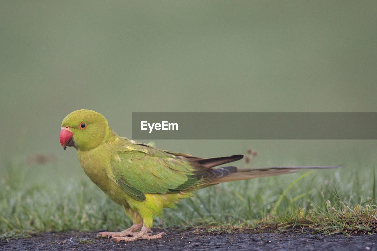 CLOSE-UP OF A BIRD PERCHING ON A GREEN LEAF