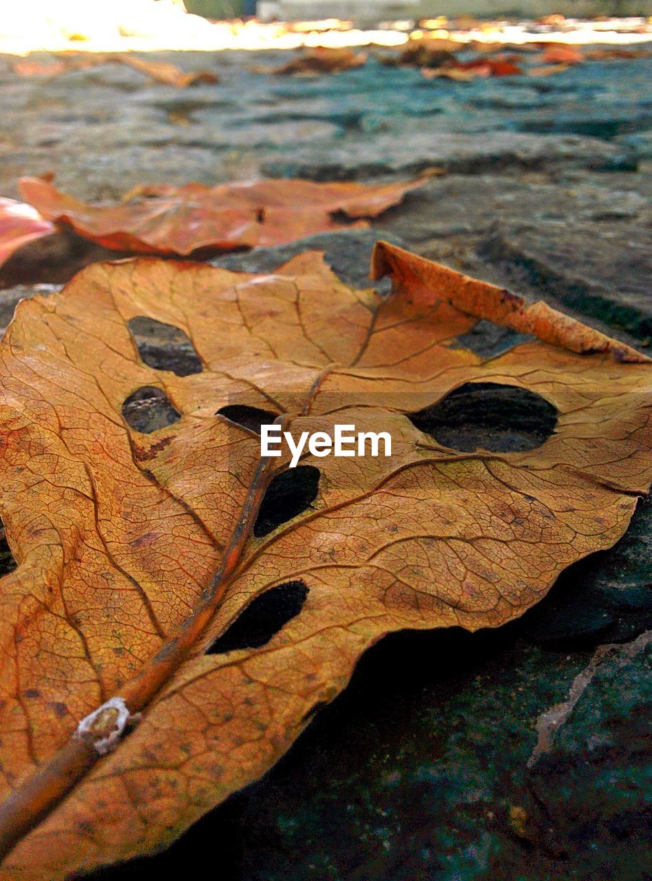 CLOSE-UP OF DRY MAPLE LEAF AT WATER DURING AUTUMN