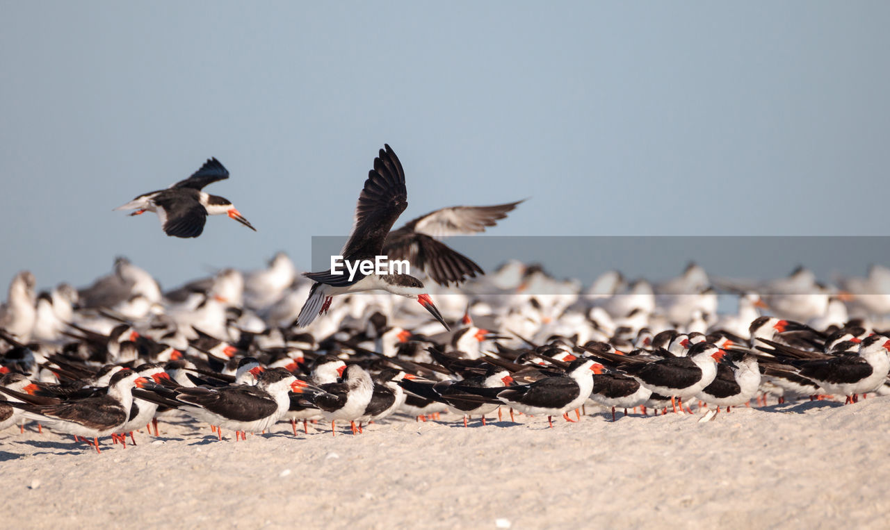 Flock of black skimmer terns rynchops niger on the beach at clam pass in naples, florida