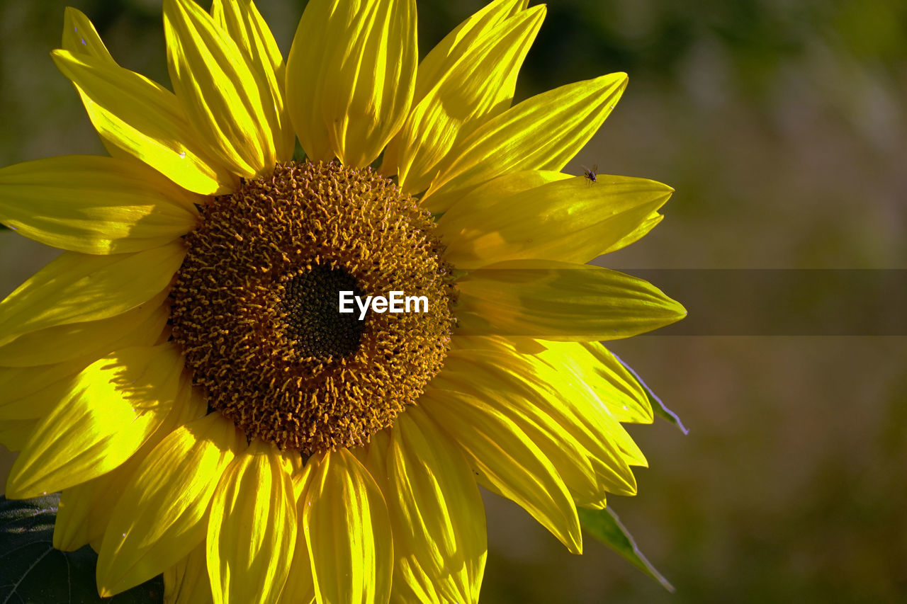 Close-up of sunflower