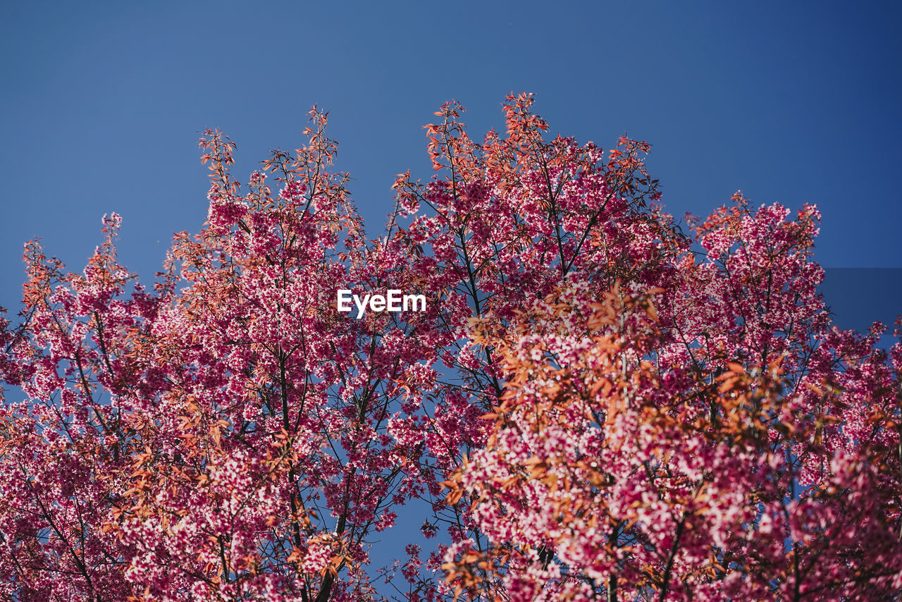 LOW ANGLE VIEW OF CHERRY BLOSSOMS AGAINST SKY