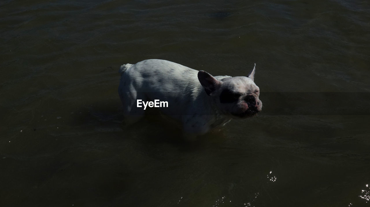 HIGH ANGLE VIEW OF DOG ON LAKE